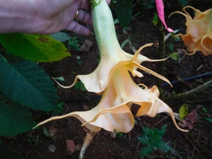 Sun Surf　TARO LEAF ANGEL'S TRUMPET　M Sun Surf TARO LEAF ANGEL'S TRUMPET M Angel's trumpet | Plant